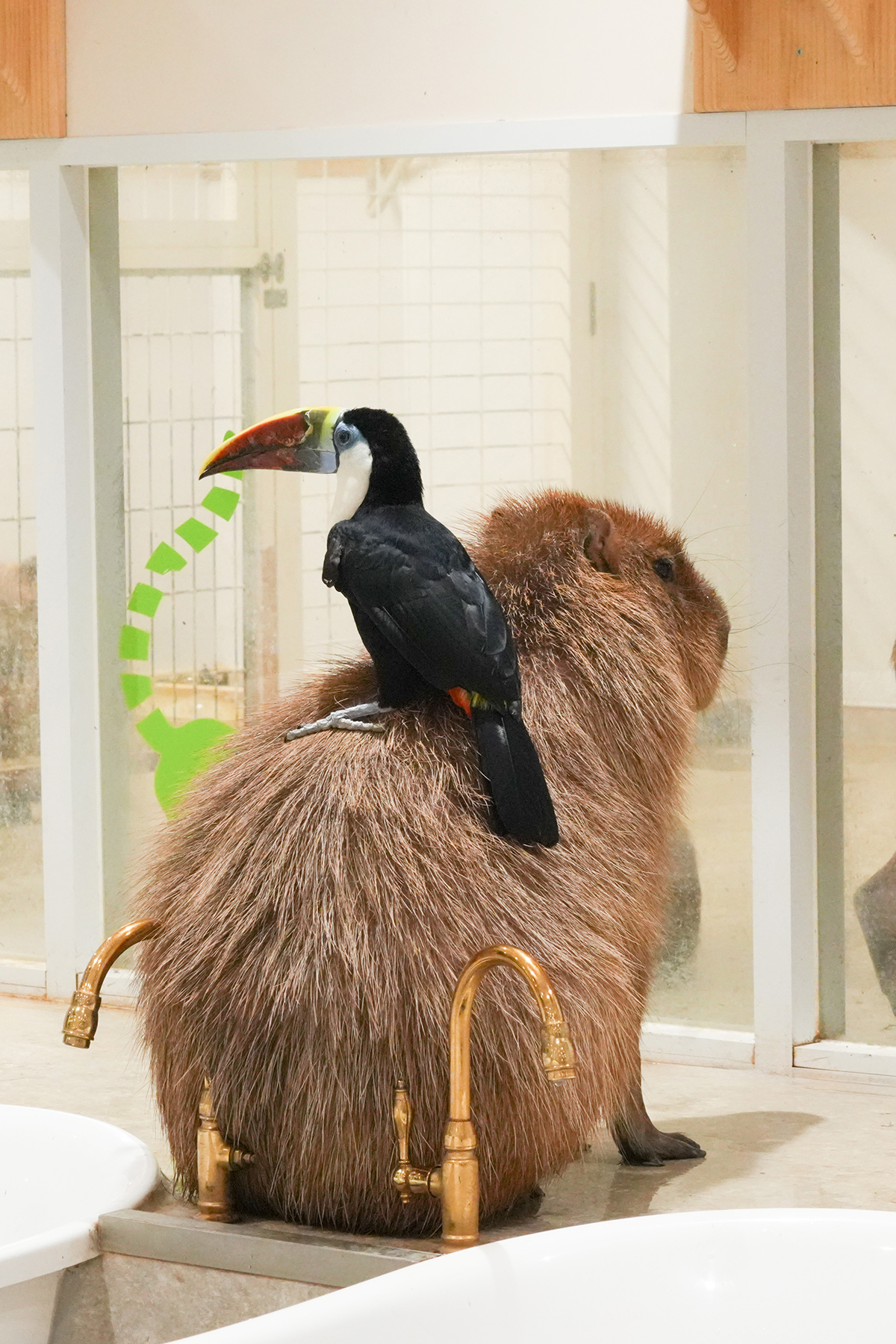 写真|2025.10 カピバラ(アニタッチ東京ドームシティ)