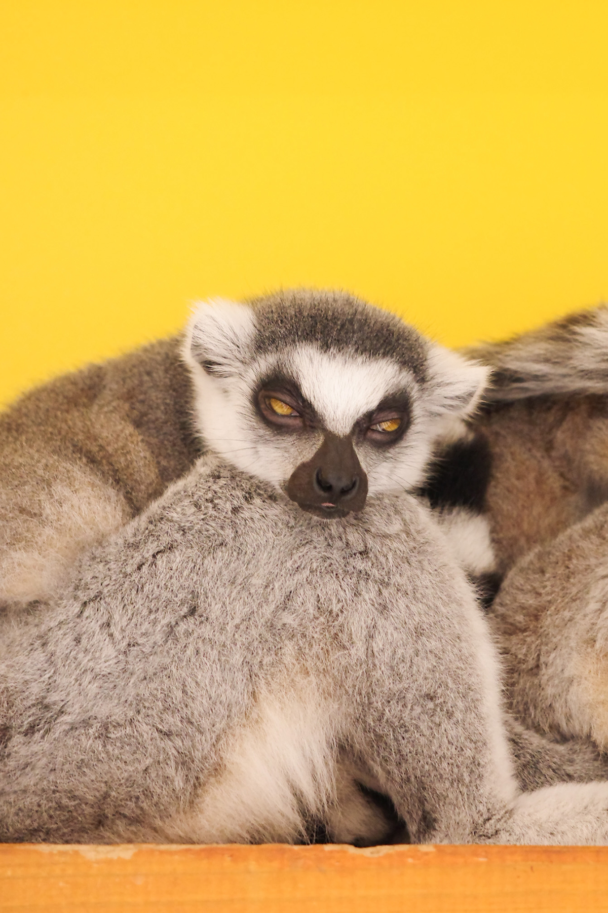 写真|2025.10 モルモット&ワオキツネザル(アニタッチ東京ドームシティ)(アニタッチ東京ドームシティ)