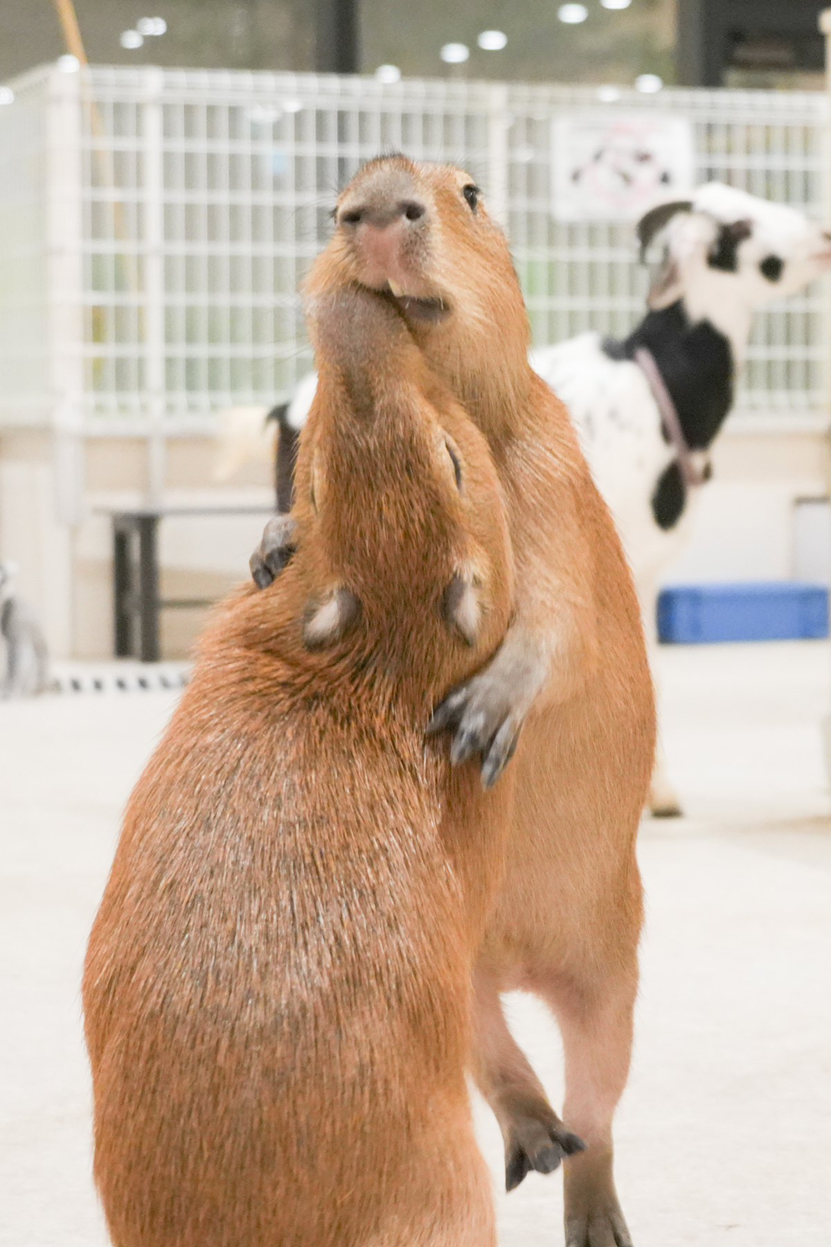 写真｜2025.10 カピバラ（アニタッチ東京ドームシティ）