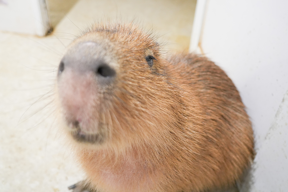 写真｜2025.10 カピバラ（アニタッチ東京ドームシティ）