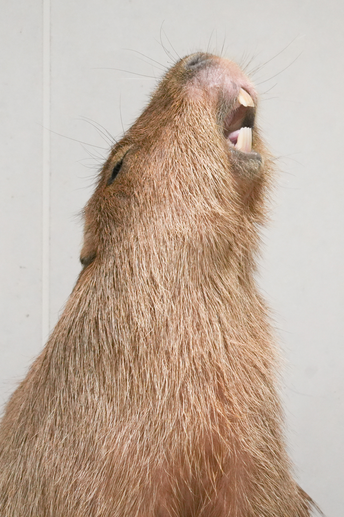 写真｜2025.10 カピバラ（アニタッチ東京ドームシティ）