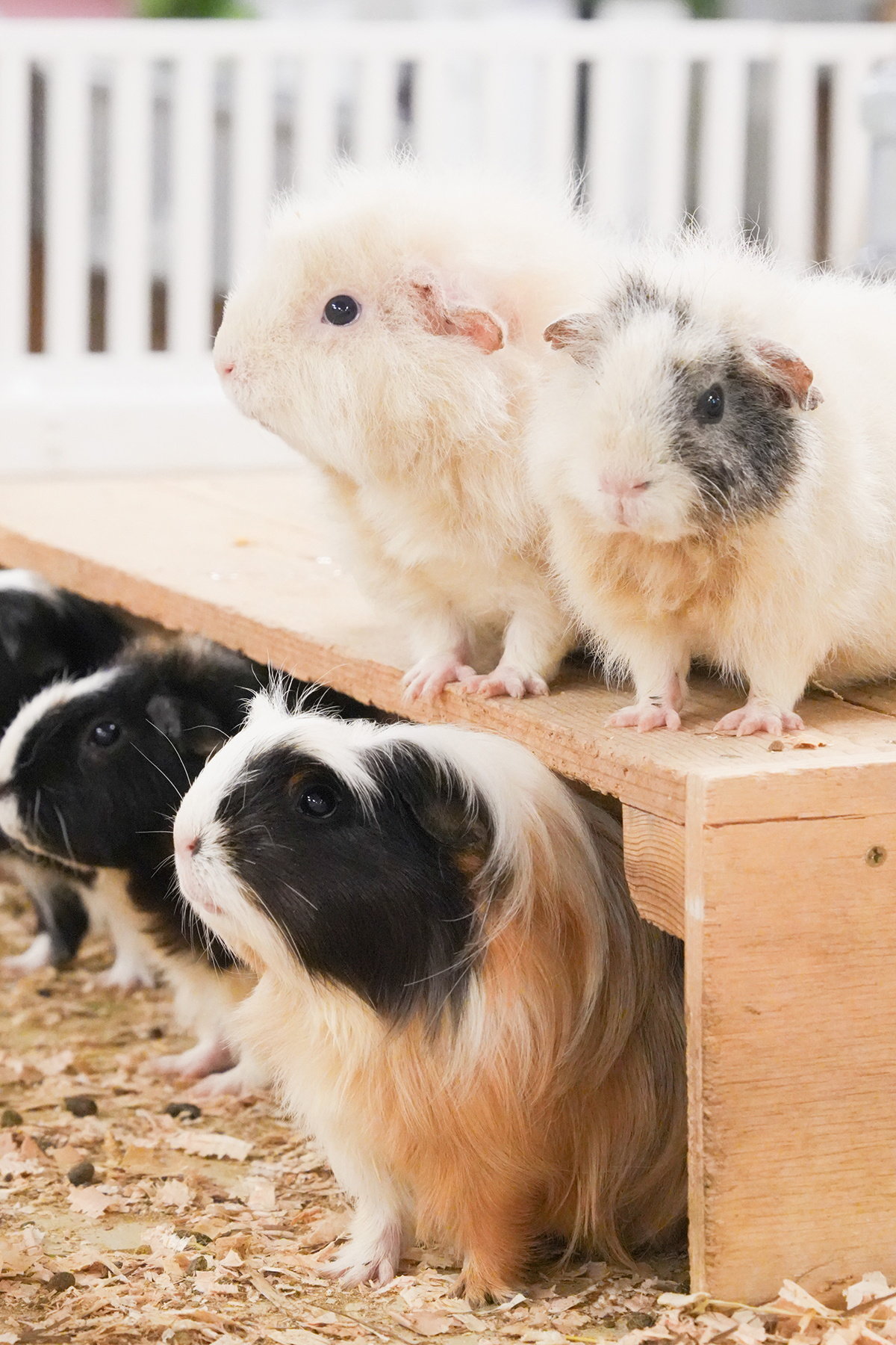 写真｜2025.10 モルモット＆ワオキツネザル（アニタッチ東京ドームシティ）（アニタッチ東京ドームシティ）