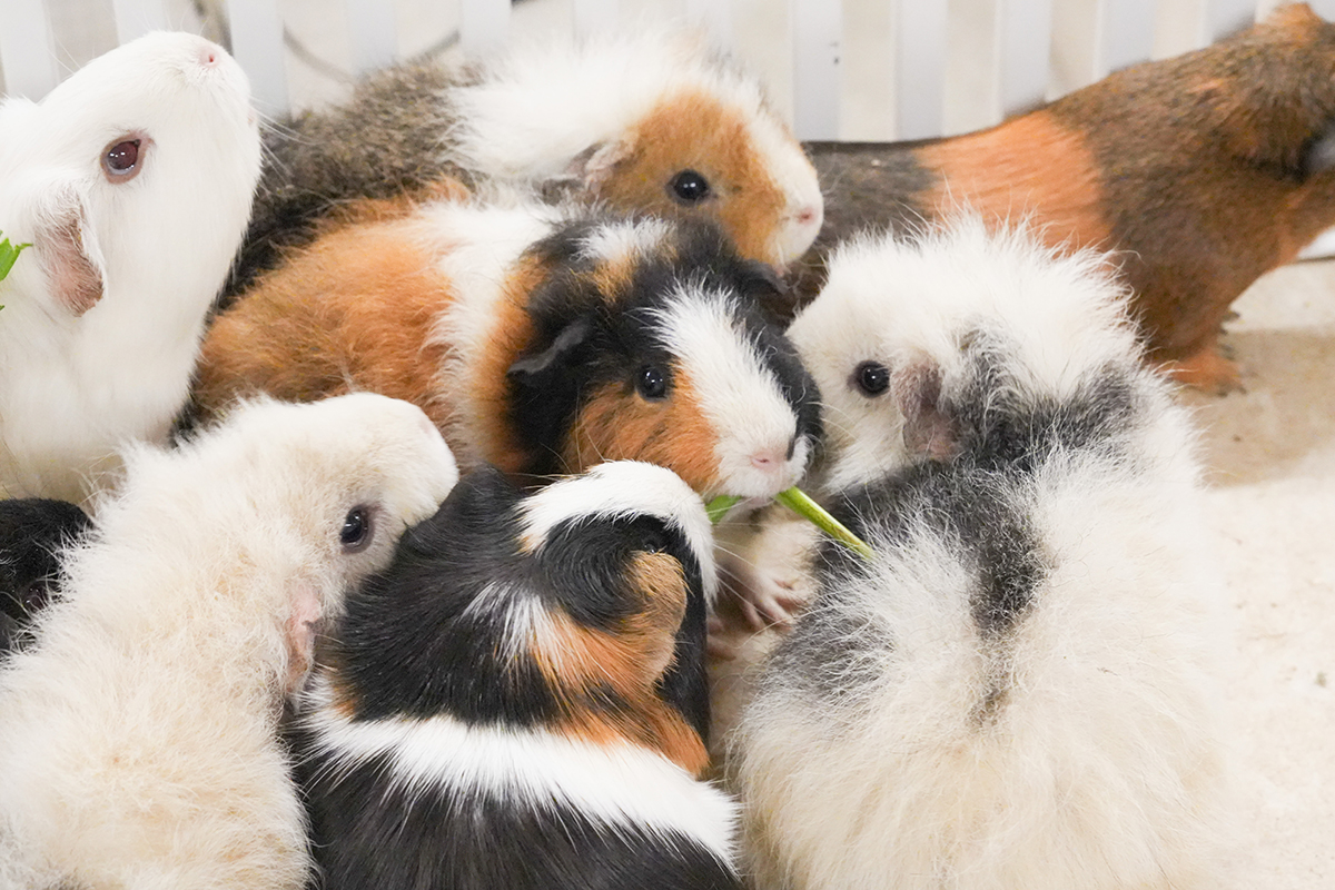 写真｜2025.10 モルモット＆ワオキツネザル（アニタッチ東京ドームシティ）（アニタッチ東京ドームシティ）