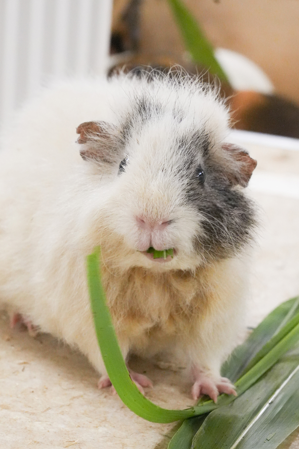 写真｜2025.10 モルモット＆ワオキツネザル（アニタッチ東京ドームシティ）（アニタッチ東京ドームシティ）