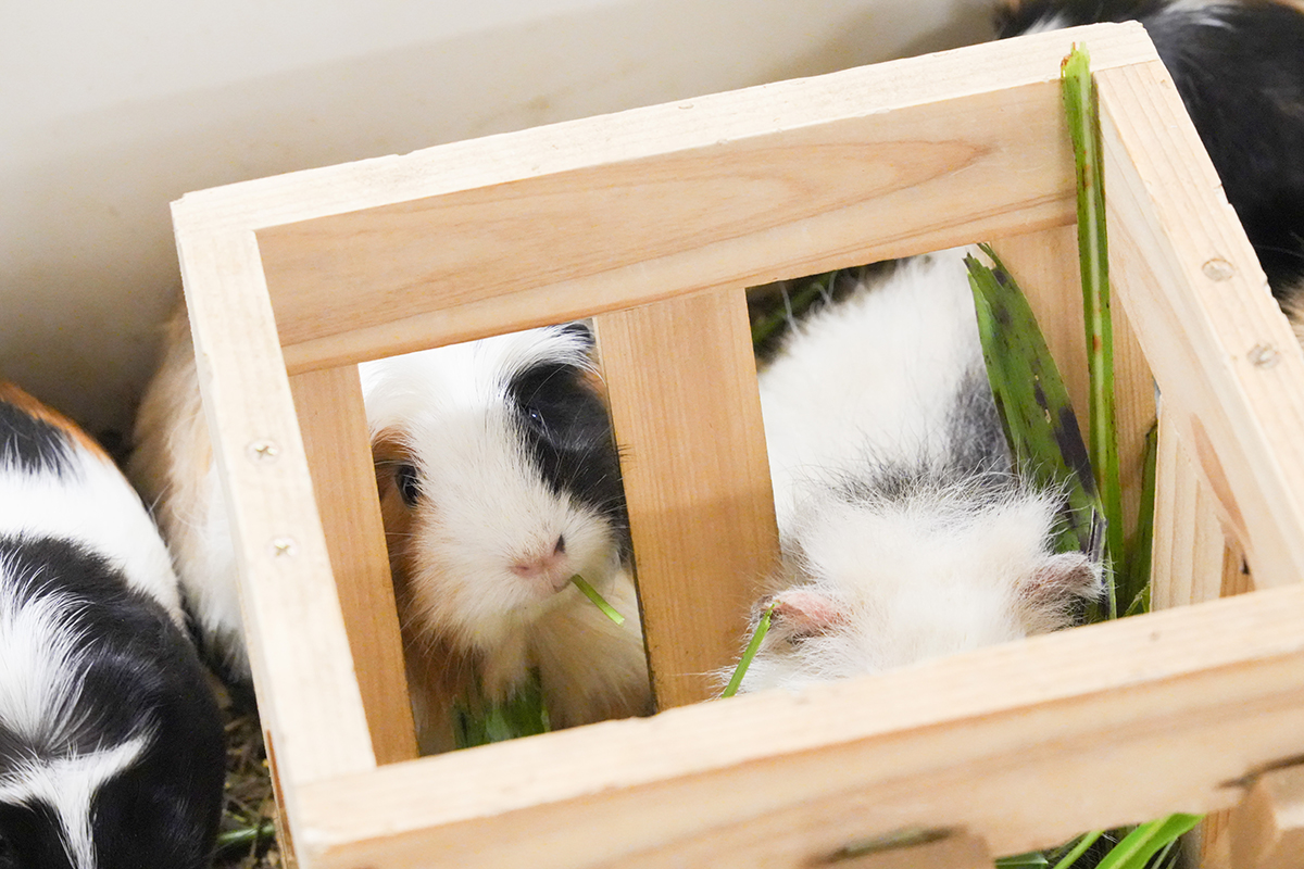 写真｜2025.10 モルモット＆ワオキツネザル（アニタッチ東京ドームシティ）（アニタッチ東京ドームシティ）