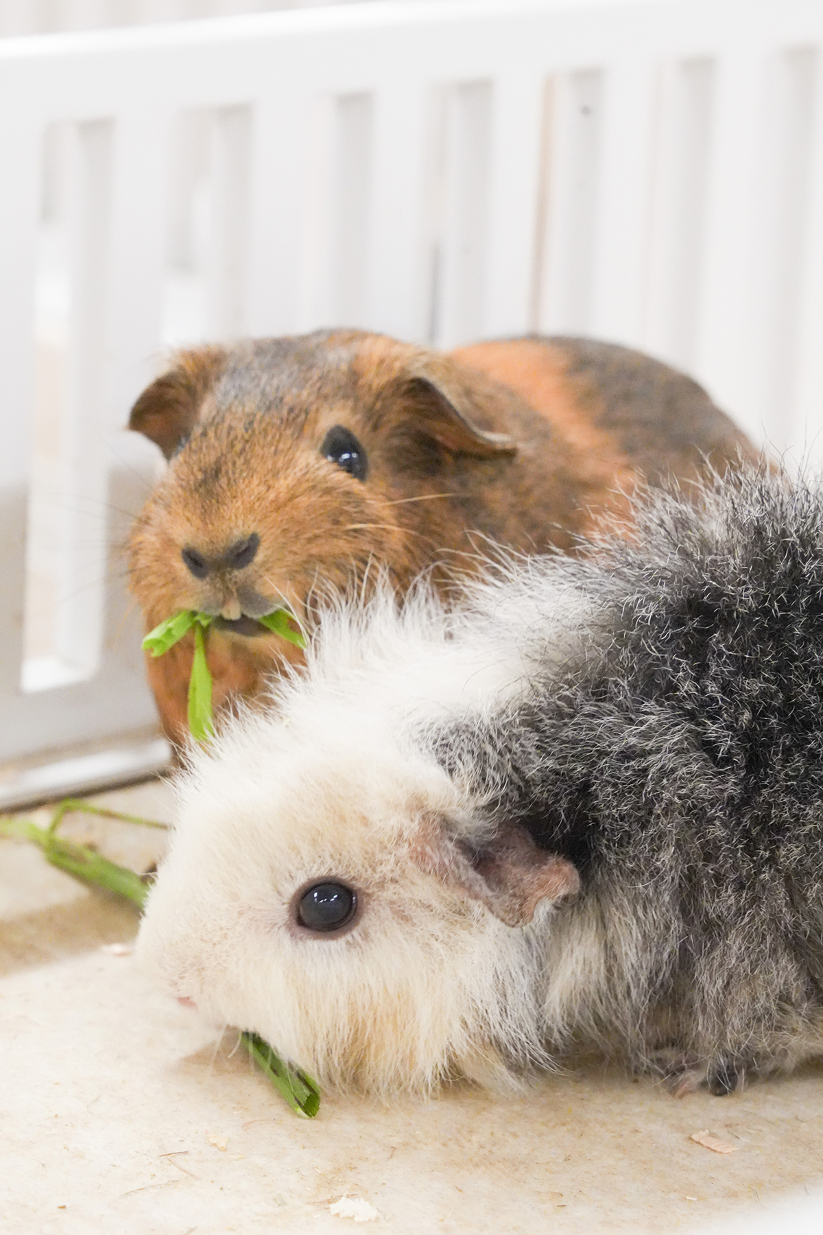 写真｜2025.10 モルモット＆ワオキツネザル（アニタッチ東京ドームシティ）（アニタッチ東京ドームシティ）