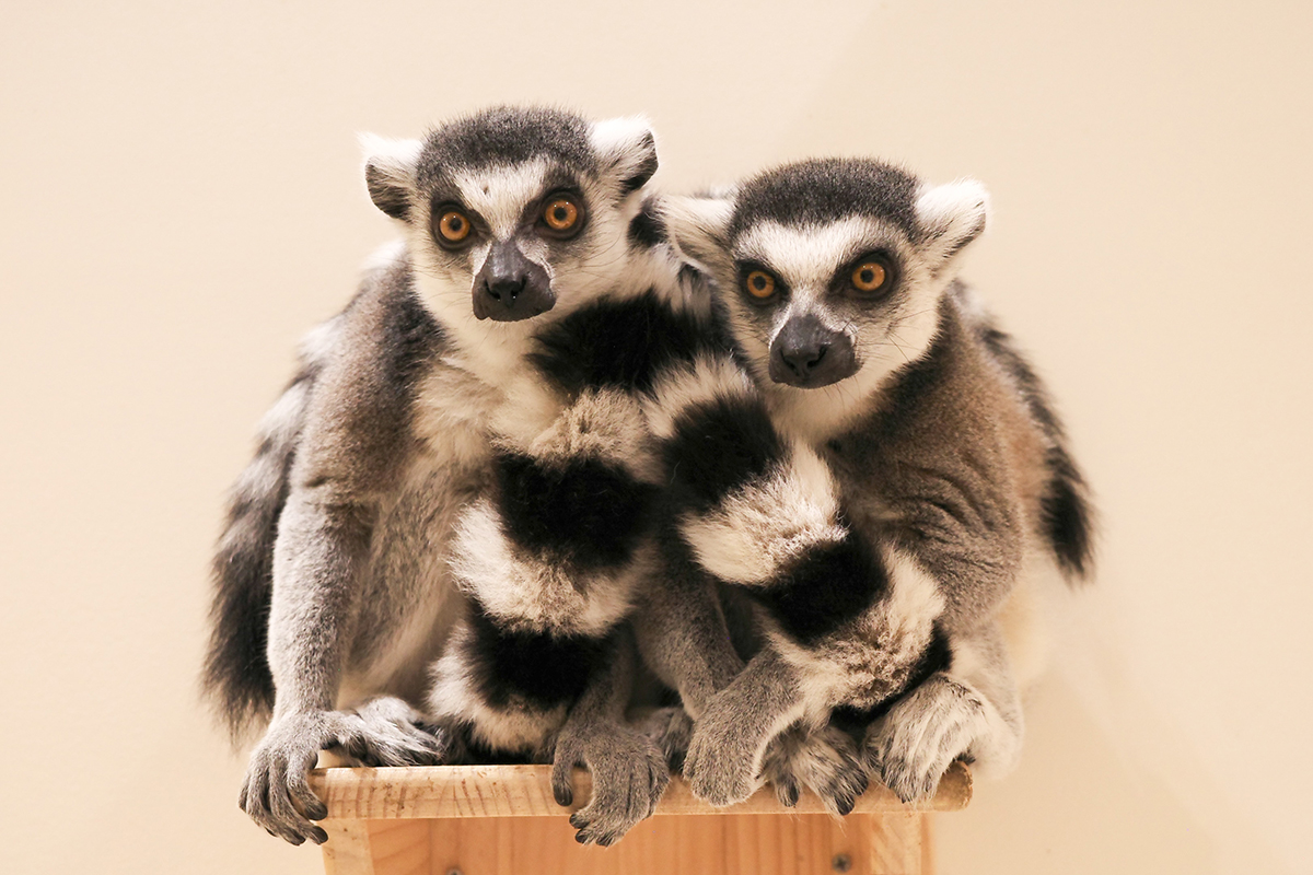 写真｜2025.10 モルモット＆ワオキツネザル（アニタッチ東京ドームシティ）（アニタッチ東京ドームシティ）