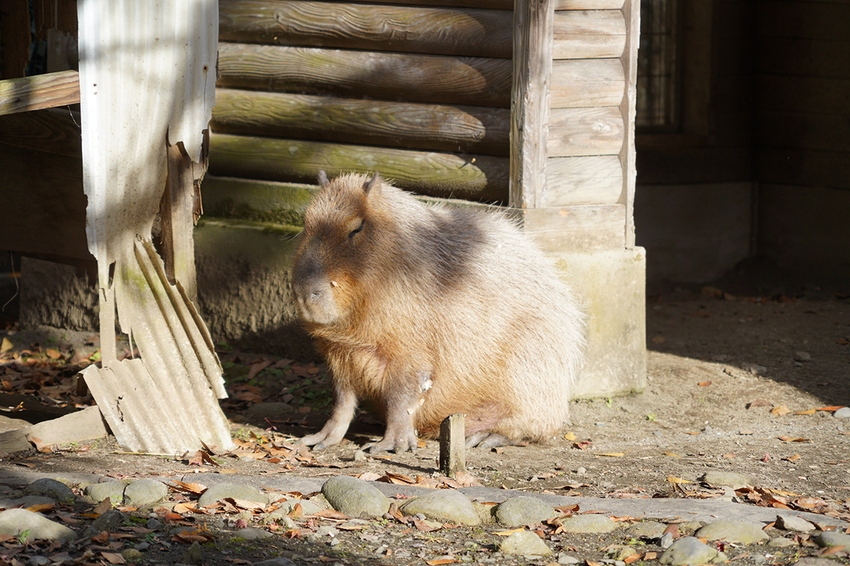 写真｜2024.12 カピバラ（八幡山公園）