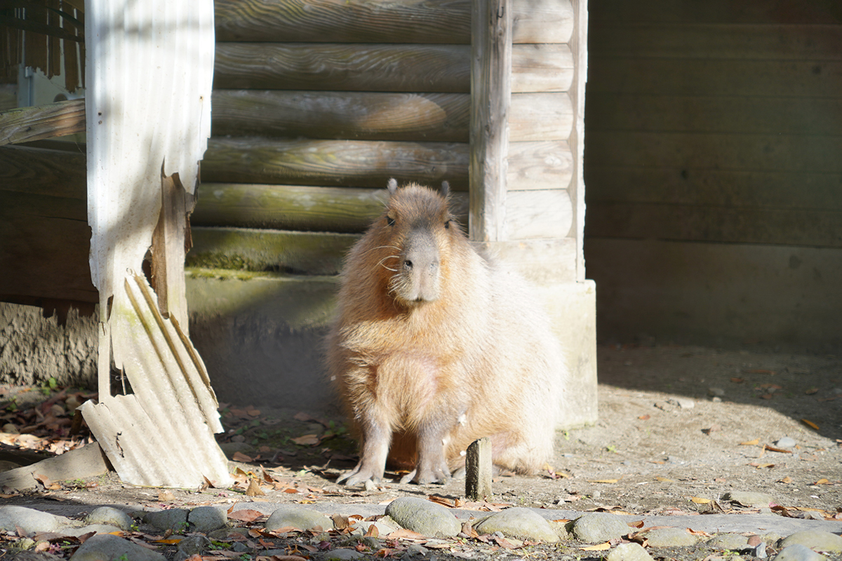 写真｜2024.12 カピバラ（八幡山公園）