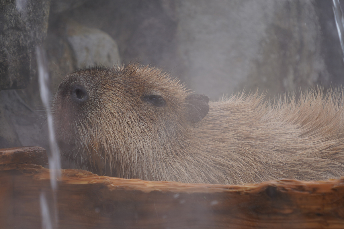 写真｜2024.12 カピバラ（那須どうぶつ王国）
