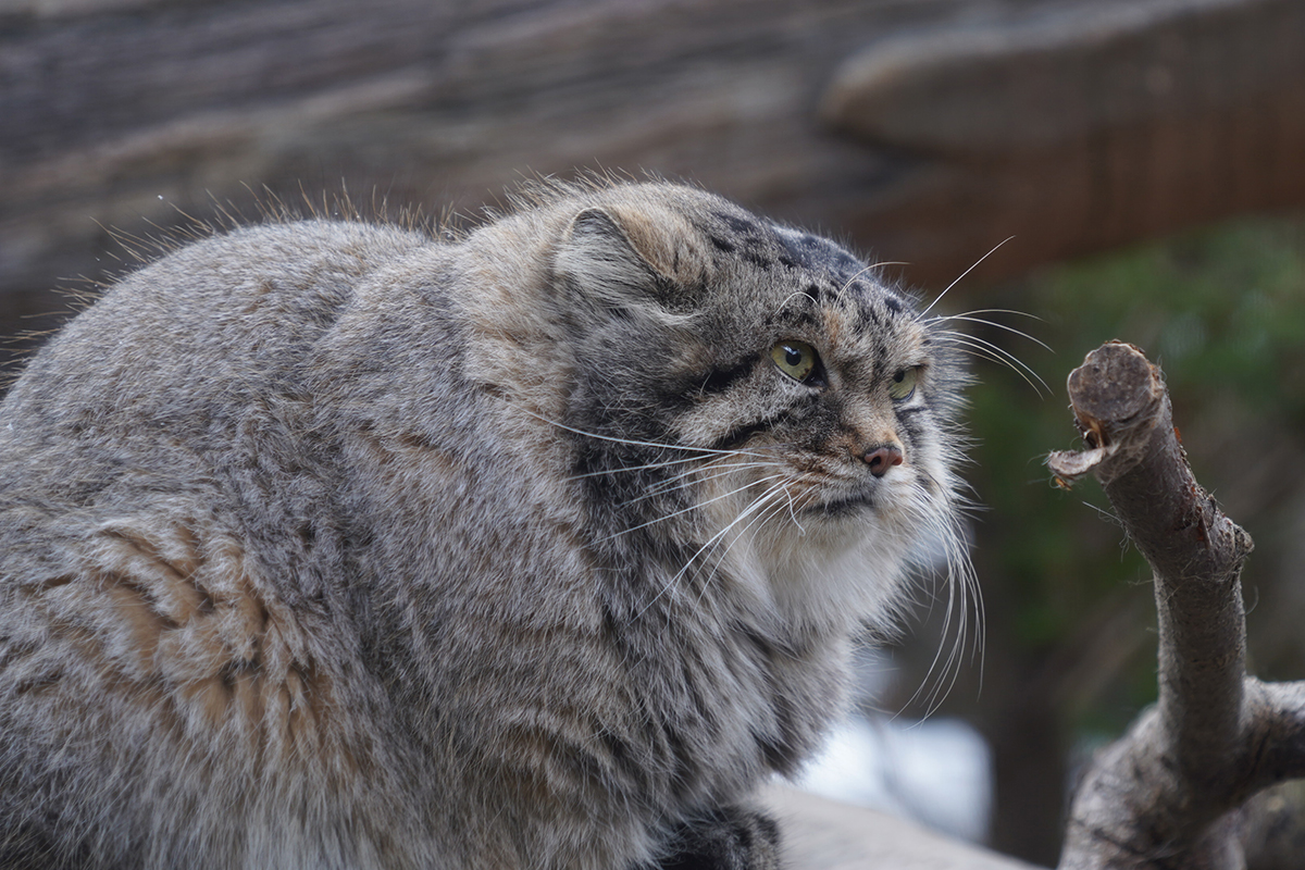 写真｜2024.12 動物（那須どうぶつ王国）