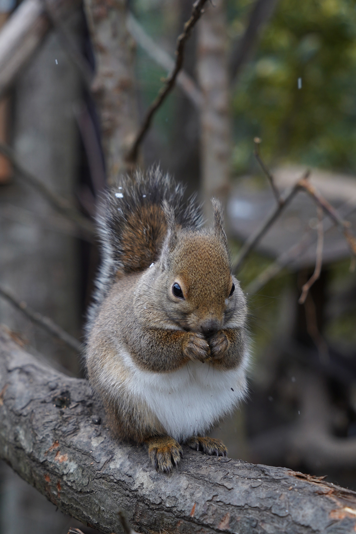 写真｜2024.12 動物（那須どうぶつ王国）