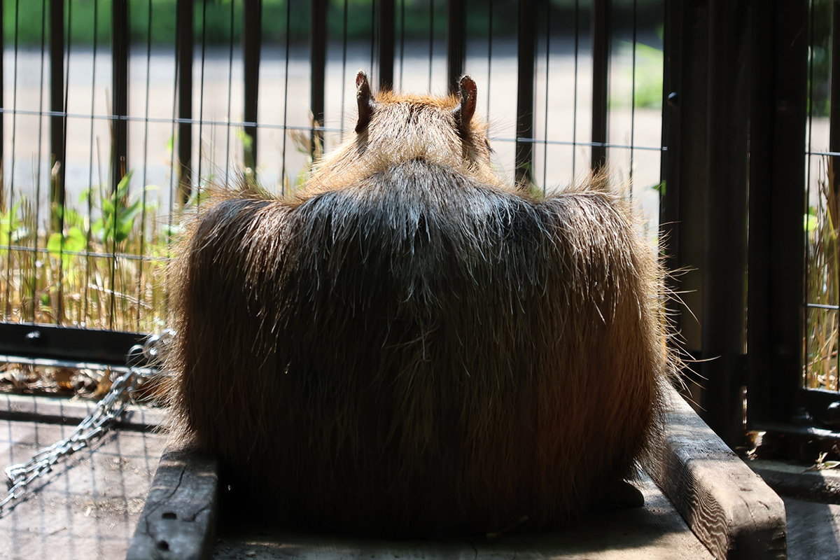 写真｜2025.7 カピバラ（井の頭自然文化園）