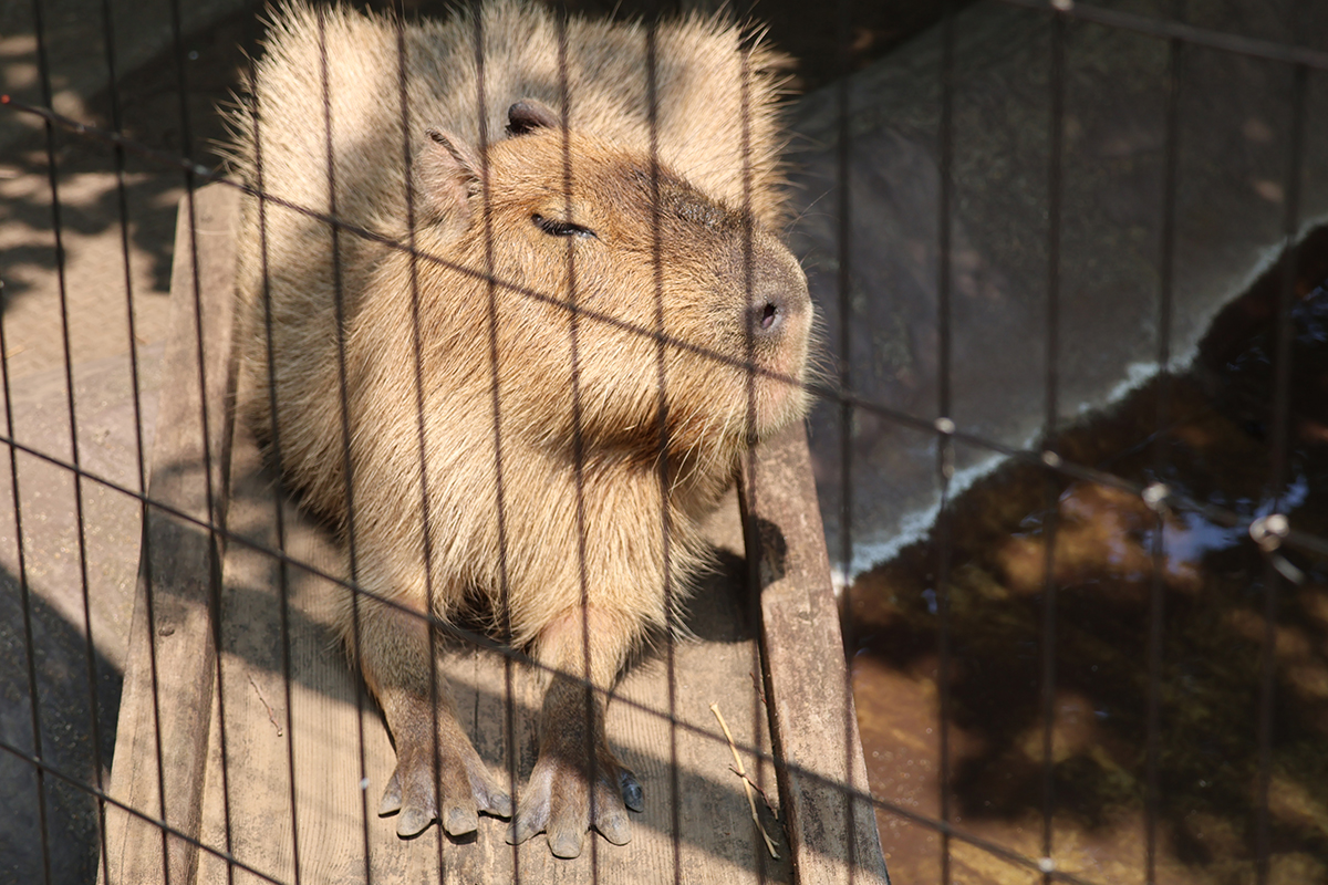 写真｜2025.7 カピバラ（井の頭自然文化園）
