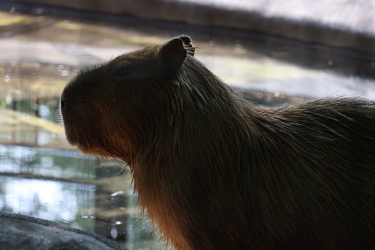 写真｜2025.7 カピバラ（井の頭自然文化園）