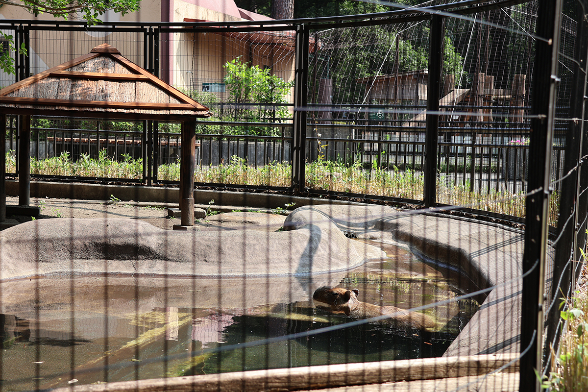 写真｜2025.7 カピバラ（井の頭自然文化園）