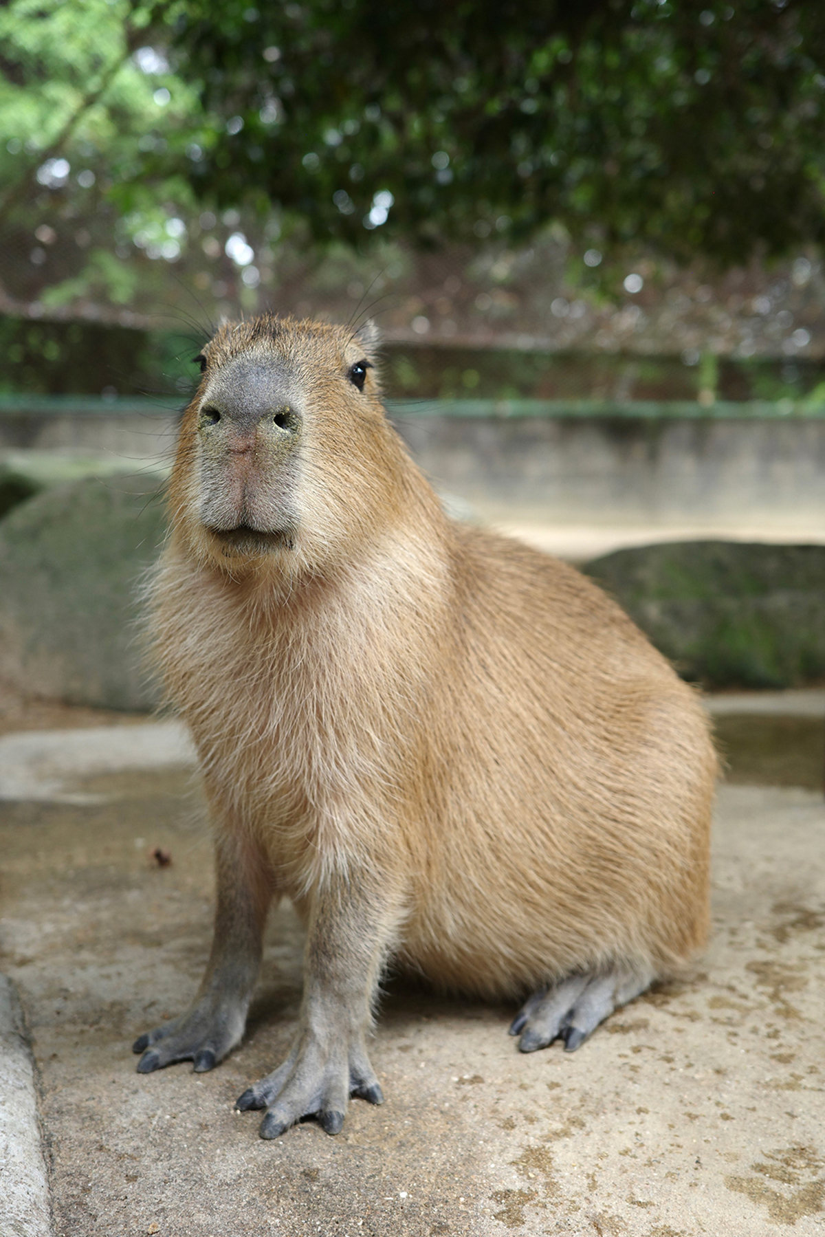 写真｜2024.6 カピバラ（姫路セントラルパーク）