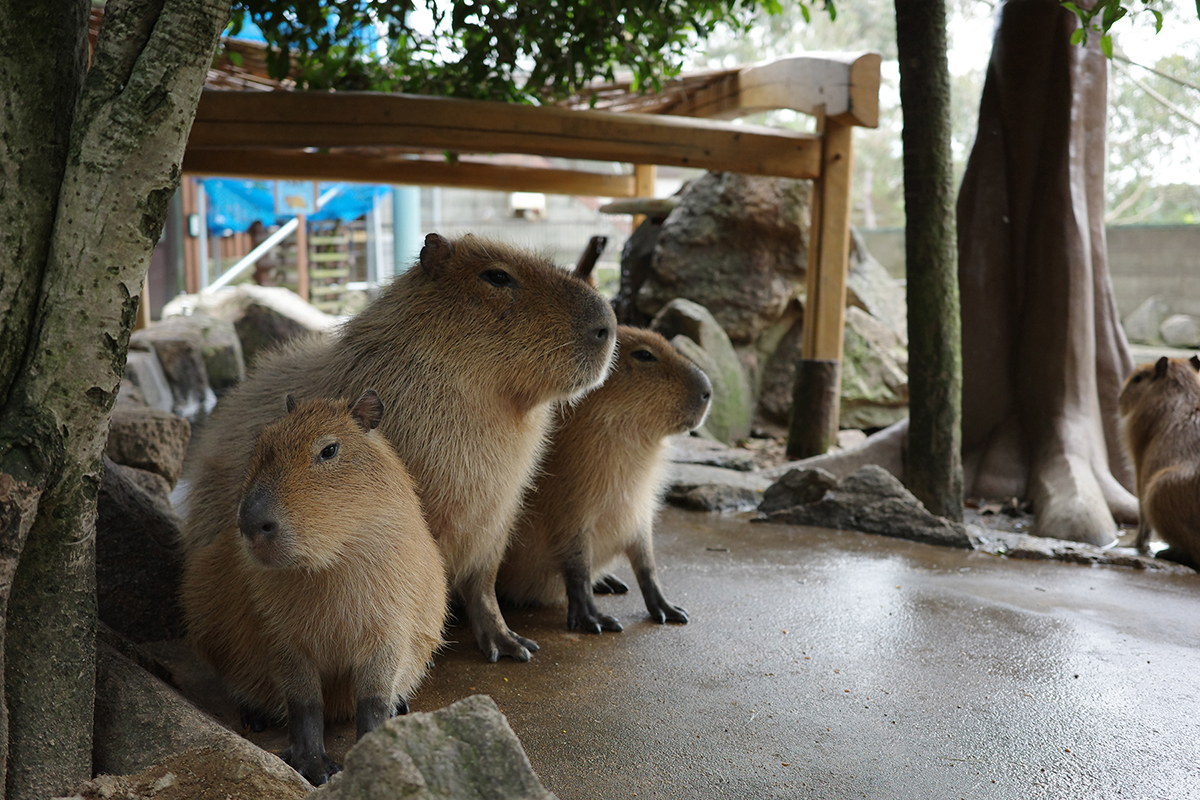写真｜2024.6 カピバラ（姫路セントラルパーク）