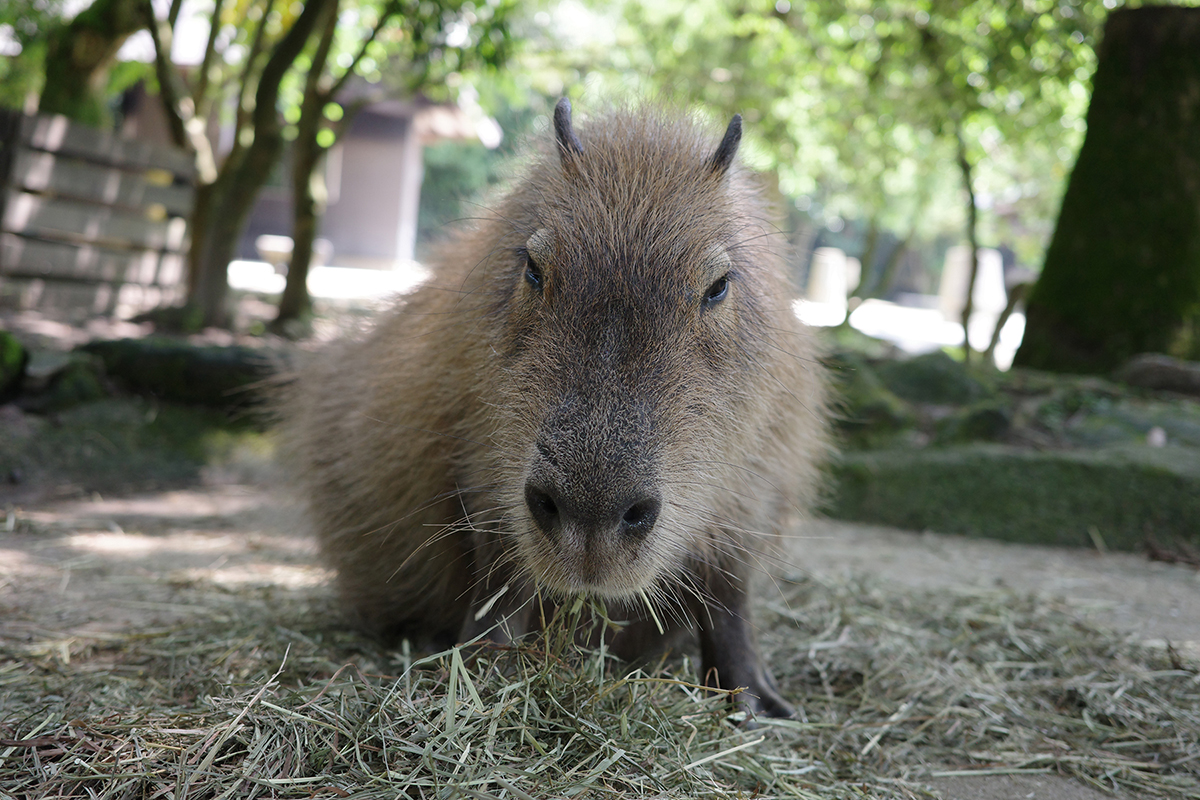 写真｜2024.6 カピバラ（長崎バイオパーク）