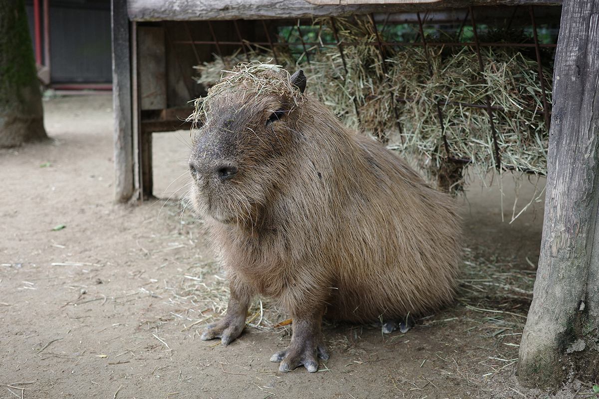 写真｜2024.6 カピバラ（長崎バイオパーク）