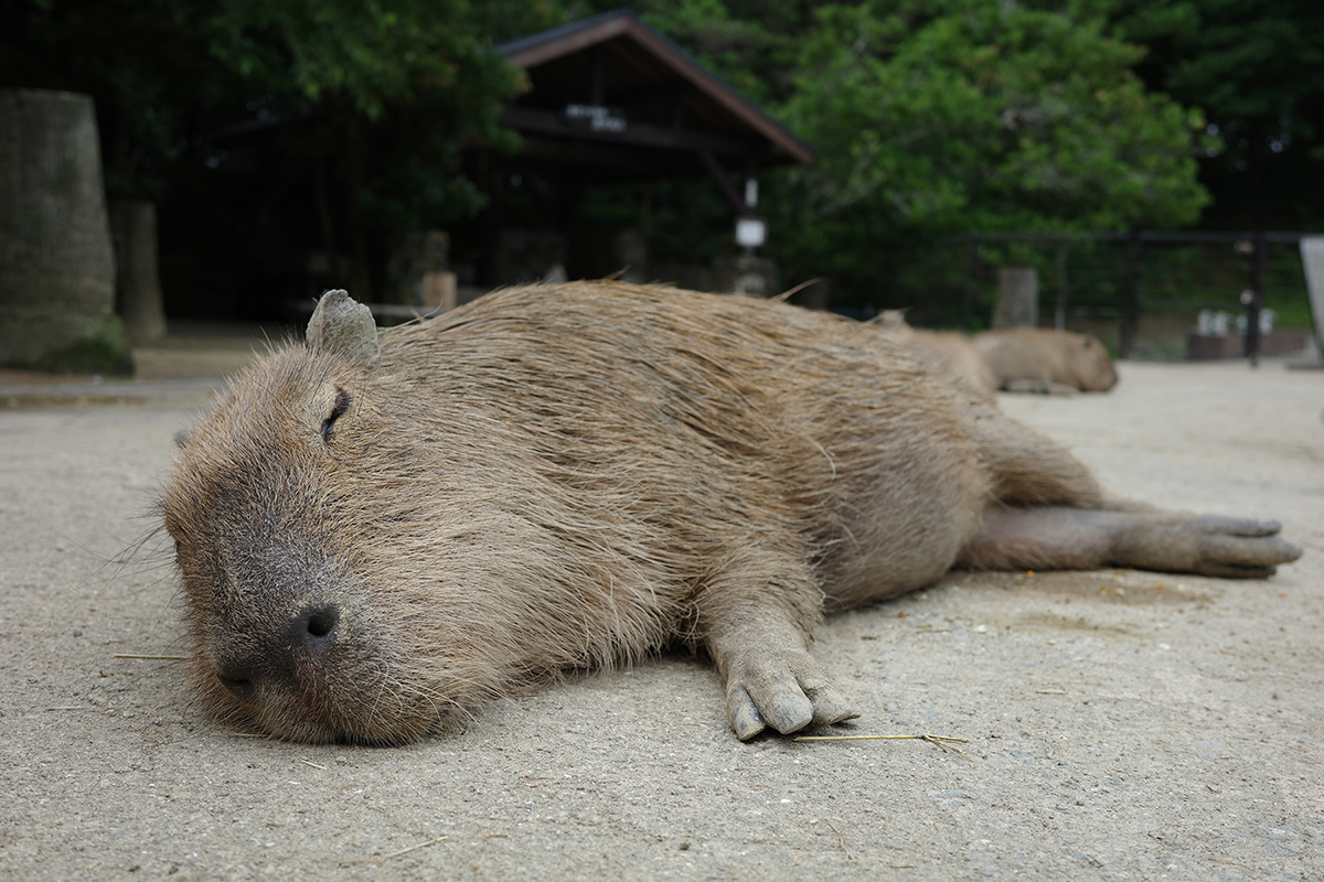 写真｜2024.6 カピバラ（長崎バイオパーク）
