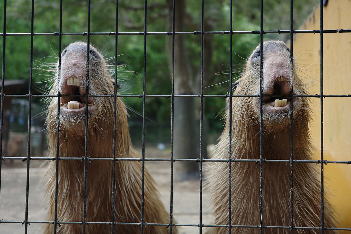 写真｜2024.9 カピバラ（埼玉県こども動物自然公園）