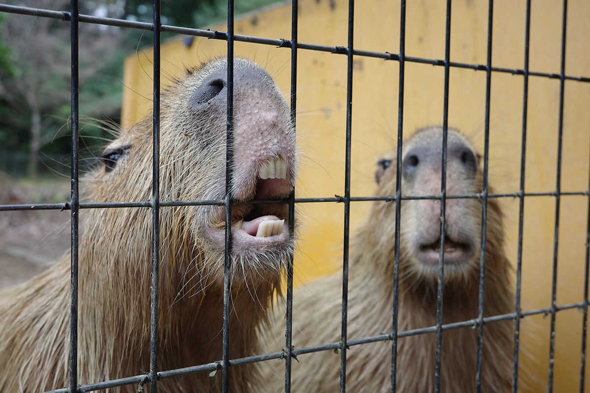 写真｜2024.9 カピバラ（埼玉県こども動物自然公園）