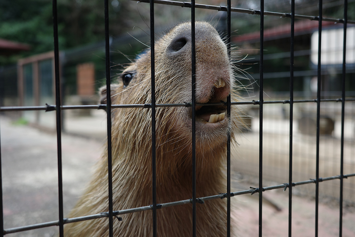 写真｜2024.9 カピバラ（埼玉県こども動物自然公園）