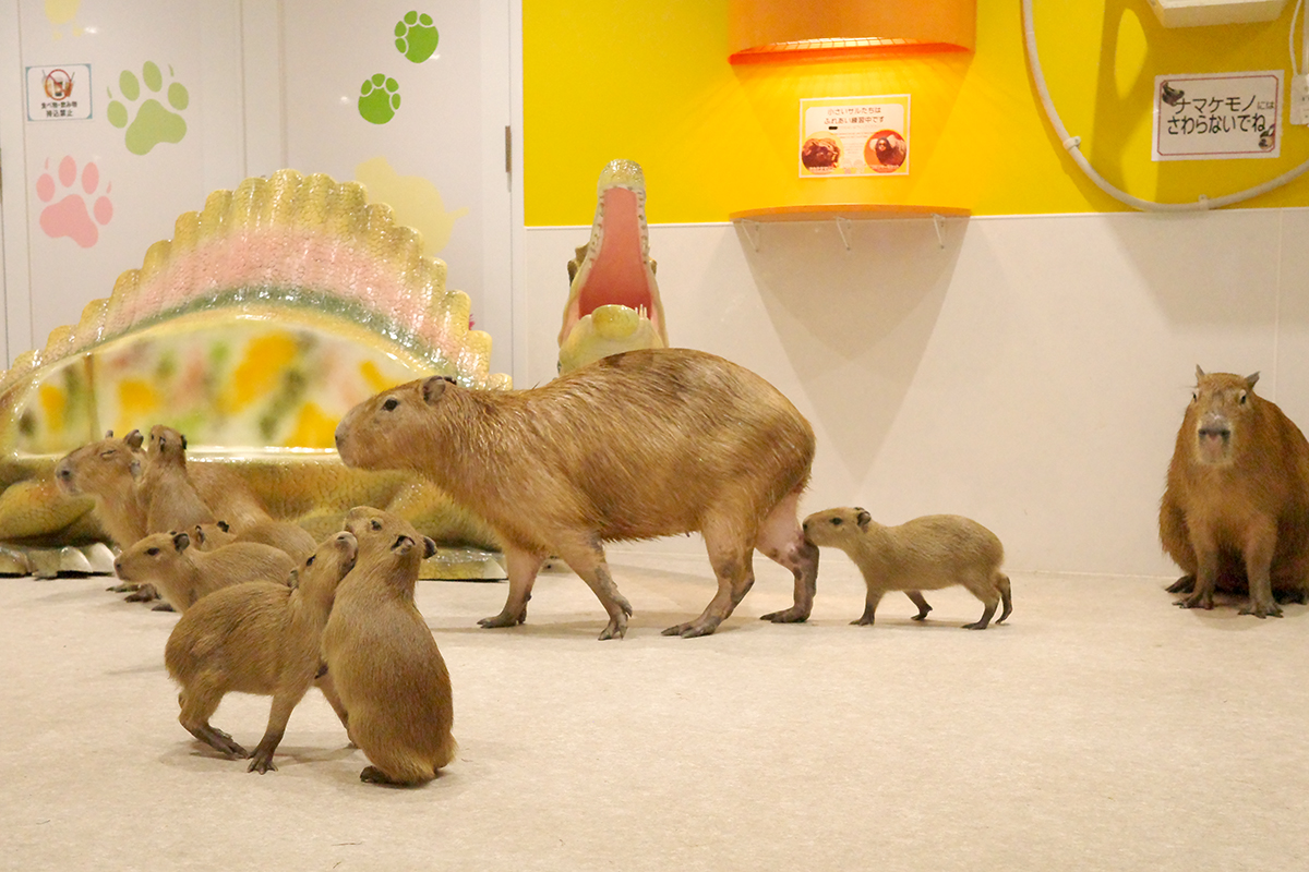 写真｜2025.7 カピバラ（アニタッチ東京ドームシティ）