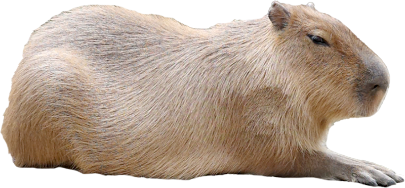 カピンクス