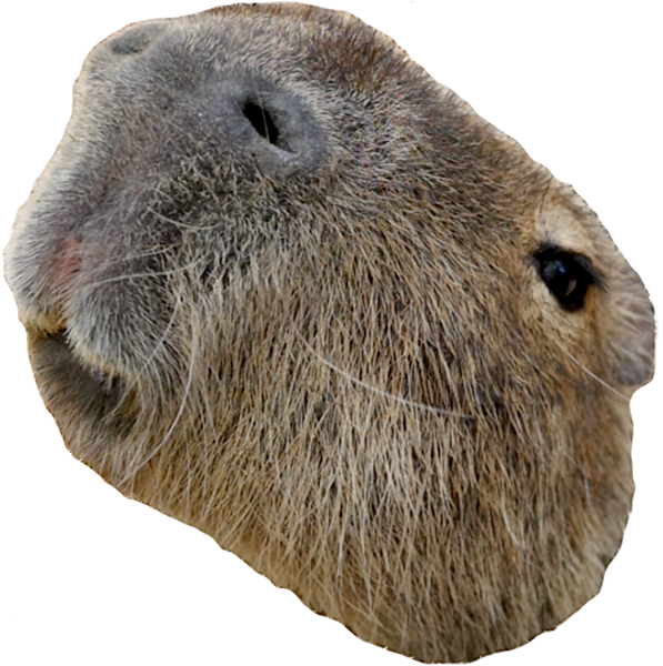 カピバラの顔