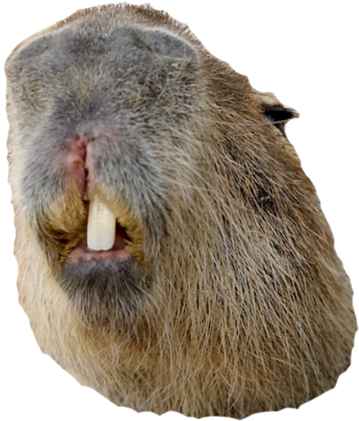 カピバラの顔