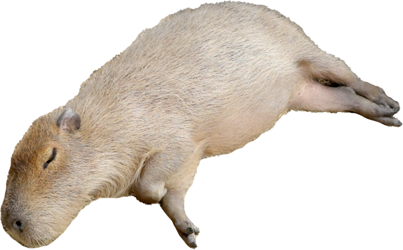 寝るカピバラ