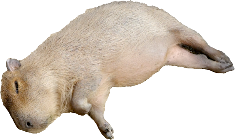 寝るカピバラ